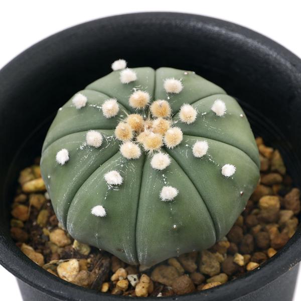 iAjT{e@AXgtBc@ڗiJugj@QDT`RiPj