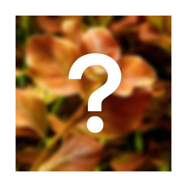 ij܂hEBWAitjQ×T{Zbgi_jivPO{j