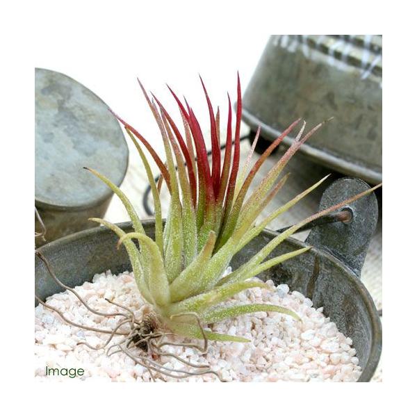 _kame　_hachu　_gardening　インテリア　インテリア・雑貨　ガーデニング　観葉植物　園芸　ビバリウム　アクアテラリウム　パルダリウム　両爬向き植物　パイナップル科　ハナアナナス属　着生植物　エアブロメリア　エアプランツ　テ...