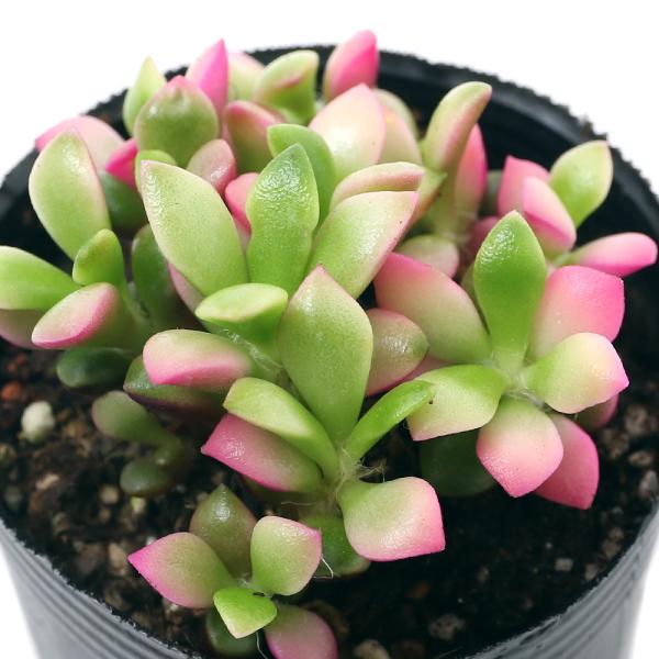 _hachu　_kame　サボテン・多肉植物　アナカンプセロス　ガーデニング　_gardening　苗　鉢植え　ポット　ガーデニング生体　育て方　育成方法　栽培方法　管理方法　植物　植物生体　090list　Anacampseros　ruv...