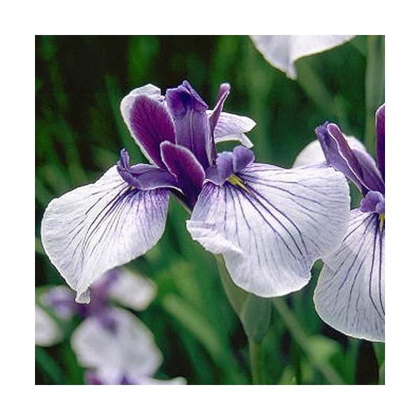 irIg[vjA@ԏҊ@oH̗ifmTgjiP|bgjnn؎Opԁixԁj