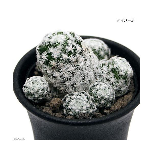 iAjT{e@}~A@Pt@QDT`RiPj