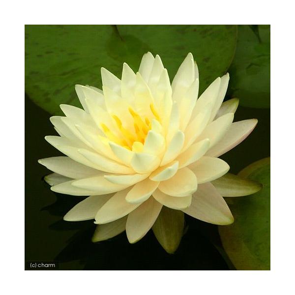 irIg[vj@@ѐ@iXCjij@y[Y@_uCG[@iP|bgjixԁj