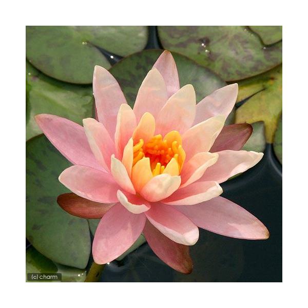 irIg[vj@@ѐ@iXCjiIWj@W[WAs[`@f@o@iP|bgjixԁj