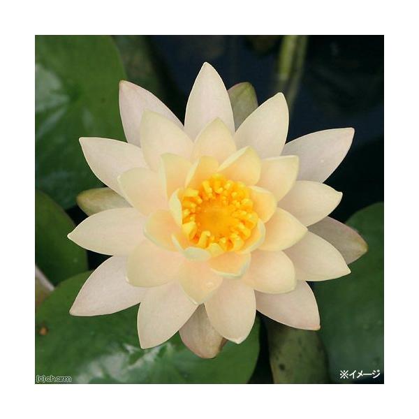 irIg[vj@@ѐ@iXCjiIWj@NCh@CLX@b@hr@iP|bgjixԁj