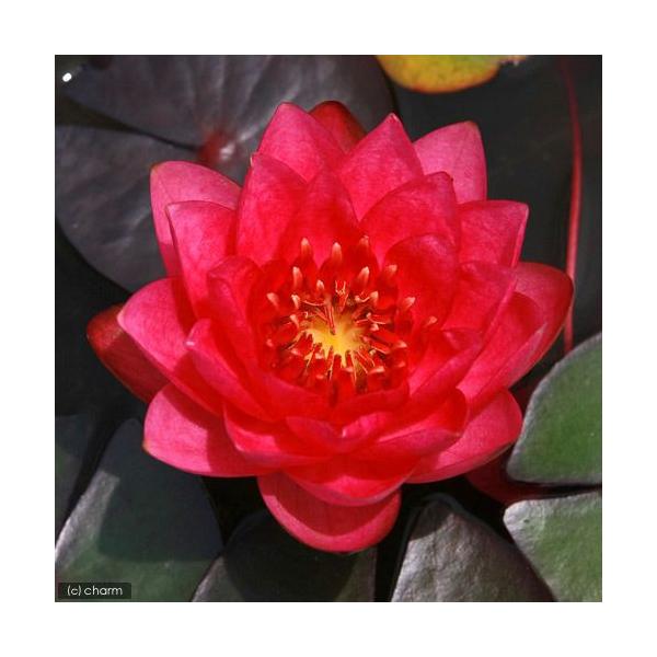 irIg[vj@@ѐ@iXCjiԁj@WF[Y@uCh@ir@a@iP|bgjixԁj