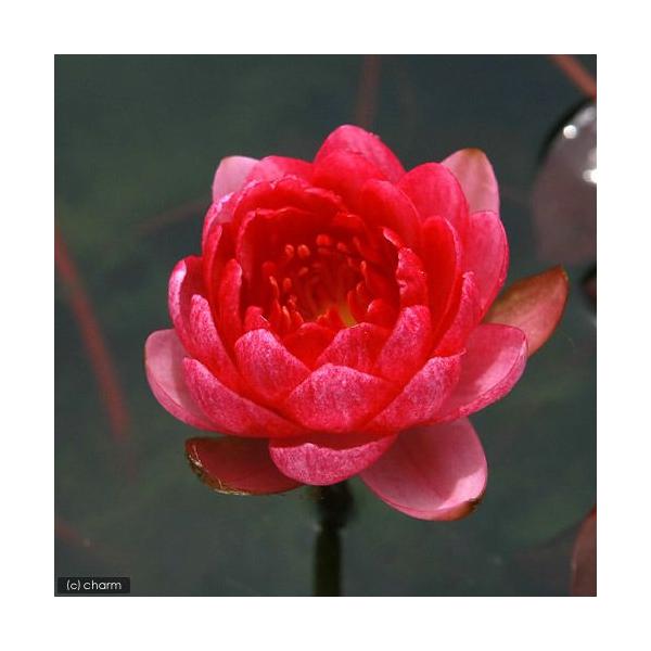 irIg[vj@@ѐ@iXCjiԁj@y[Y@bhh[t@or@q@c@iP|bgjixԁj