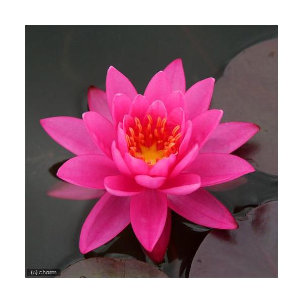 irIg[vj@@ѐ@iXCjij@o[jX@CLX@a@hr@iP|bgjixԁj