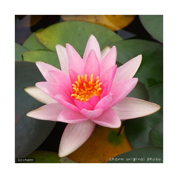 irIg[vj@@ѐ@iXCjij@[W[@[@qr@l@iP|bgjixԁj