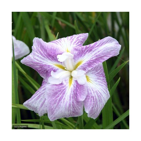 花菖蒲 苗」の人気商品一覧 | 安い商品を通販サイトから探す