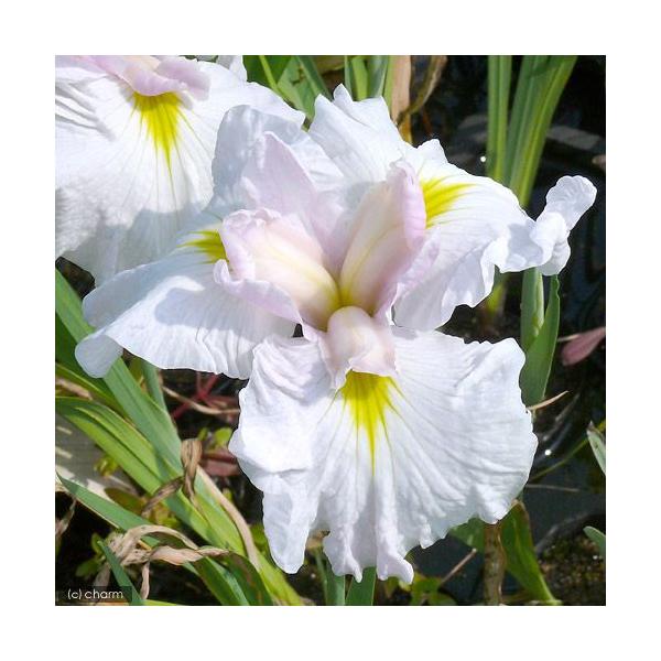 irIg[vjA@ԏҊ@ɏtiZLVjnFOpԁiP|bgjixԁj