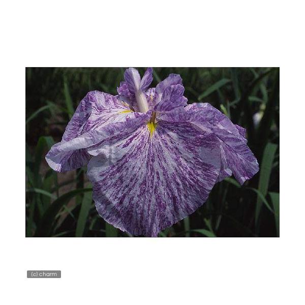 irIg[vjA@ԏҊ@_iV`tNWj]ˌnn؎OpԁiP|bgjixԁj