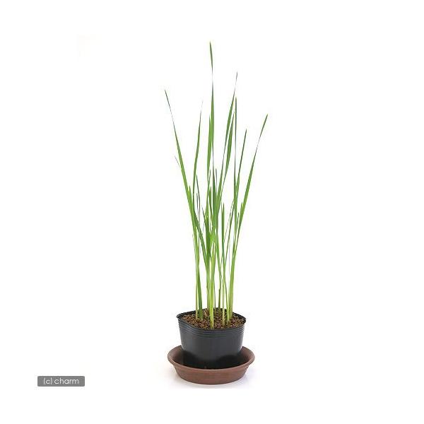 金魚・メダカ　_aqua　_gardening　ビオトープ　ガーデニング　水辺植物　その他水辺植物　all_plants　20100424　水辺植物2012　biobonus1　bio_130715　植物　植物生体　ガーデニング生体　育て方...