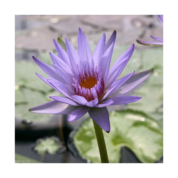 irIg[vj@@Mѐ@iXCjij@`v[@[viP|bgjixԁj