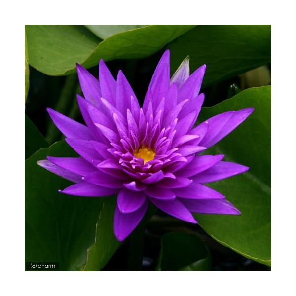 irIg[vj@@Mѐ@iXCjij@~bhiCgiP|bgjixԁj