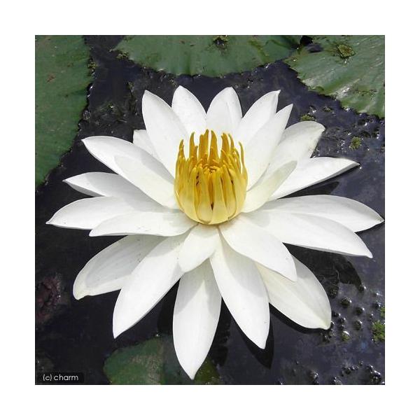 irIg[vj@@Mѐ@iXCj炫ij@zCgWX~iP|bgjixԁj