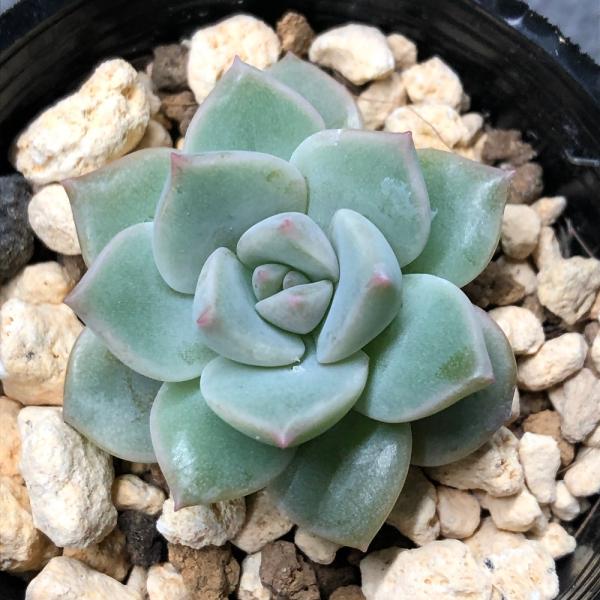 ガーデニング　サボテン・多肉植物植物　エケベリア　all_plants　育て方　育成方法　栽培方法　観葉植物　多肉　多肉植物　カクタス　シャボテン　仙人掌　kaijo　toukihassouhuka