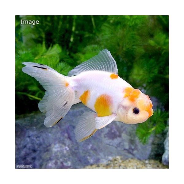 国産金魚 浜茜 はまあかね 杉保氏作出 ８ １３ｃｍ １匹 の通販詳細 鈴木茜比較