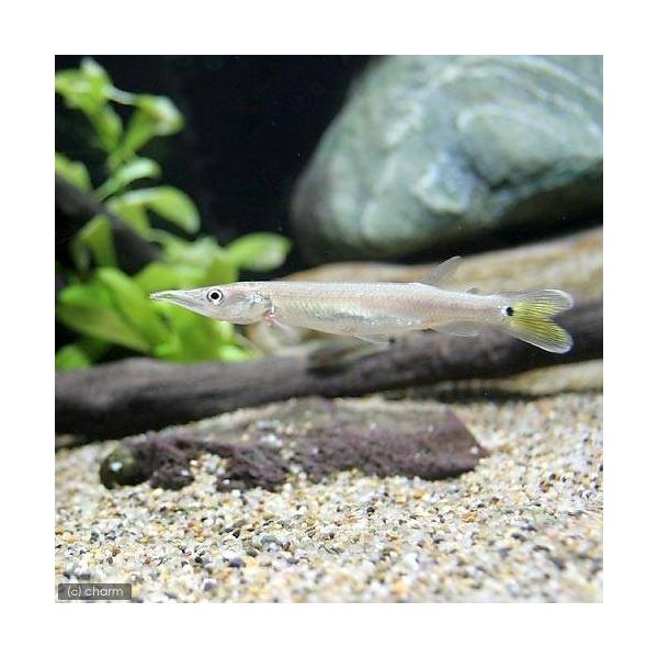 _aqua　熱帯魚・エビ他　カラシン　テトラ等　南米産　中大型種　ブラントノーズガー　３匹　Ｃｔｅｎｏｌｕｃｉｕｓ　ｈｕｊｅｔａ　20170819　ＳＧw　kaijyo　top_fish1114　topfish1113　ccampain19...