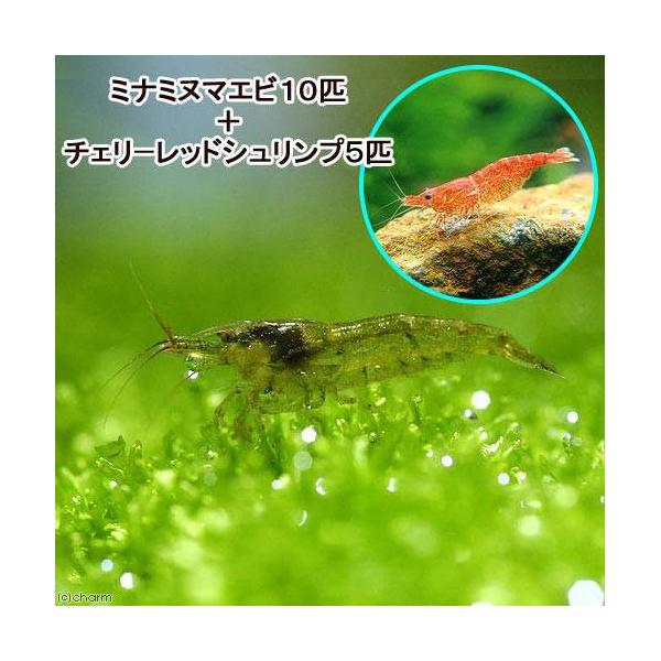 _aqua　熱帯魚・エビ他　ミナミ　ミナミヌマエビ　１０匹　食べさせる　ミナミヌマエビ単品　動画淡水生体　_minabebi　チェリーレッド　チェリーレッドファイアー　チェリーレッド単品　20130819movie_1276932　shr_...
