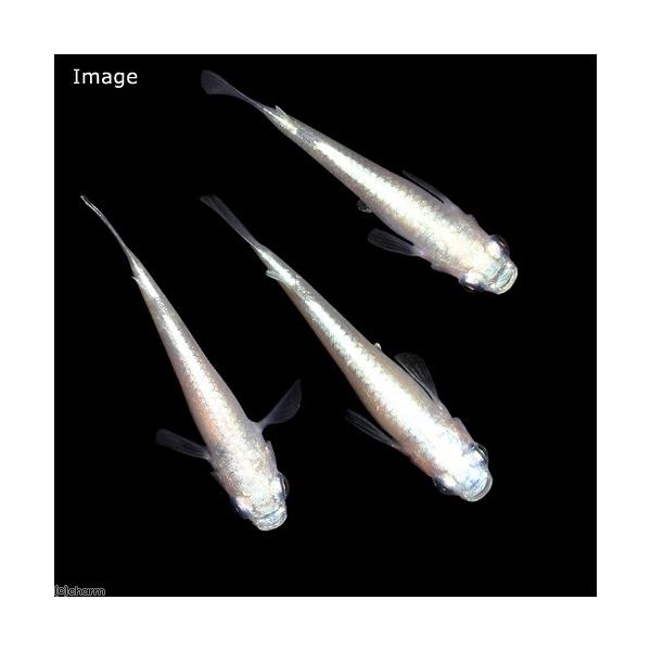 めだか 白幹之メダカ 鉄仮面 みゆきめだか １ペア Buyee Buyee 日本の通販商品 オークションの代理入札 代理購入