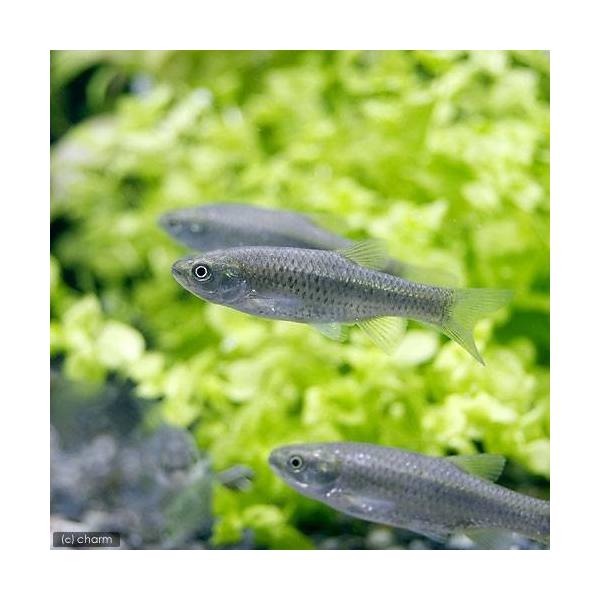 （淡水魚）ヒナモロコ（５匹）