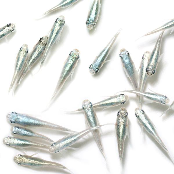 _aqua　Ｏｒｙｚｉａｓ　ｌａｔｉｐｅｓ　ｖａｒ．　ビオトープにおすすめの生体　biotope　cool　熱帯魚　エビ他　日本産メダカ　幹之　ミユキ　メダカ　medaka幹之　nittan_medaka_miyuki　改良品種　20171...