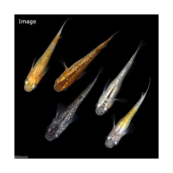 _aqua　aqua　Ｏｒｙｚｉａｓ　ｌａｔｉｐｅｓ　ｖａｒ．　ビオトープにおすすめの生体　biotope　熱帯魚　エビ他　日本産メダカ　メダカ　ラメ　紅雅　レインボー　メダカミックス　レインボーラメメダカ　20171008　TK　kaij...