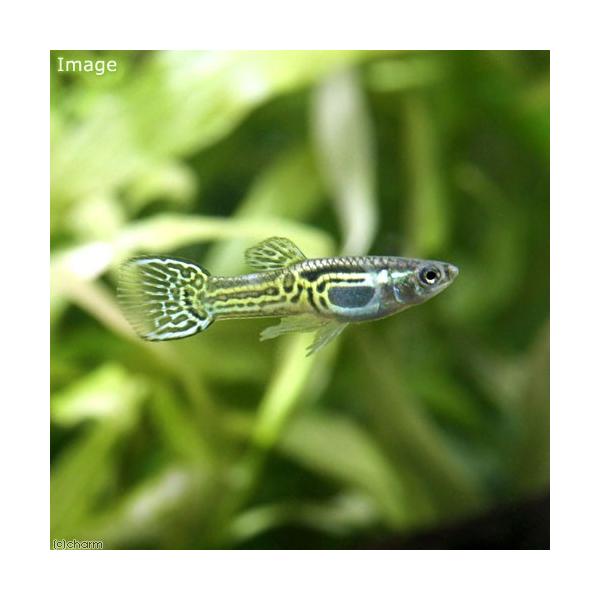 PF_SPQ　_aqua　熱帯魚・エビ他　グッピー　系統で選ぶ　ワイルドフォーム系　グリーン系　　エンドラーズ・グッピー　Ｐｏｅｃｉｌｉａ　ｒｅｔｉｃｕｌａｔａ　ｗｉｎｇｅｉ　ｖａｒ．　グリーンコブラ　オス　外国産　３匹　熱帯魚生体　201...