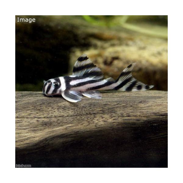 熱帯魚）インペリアルゼブラプレコ ドンキーフェイス Sサイズ（国産