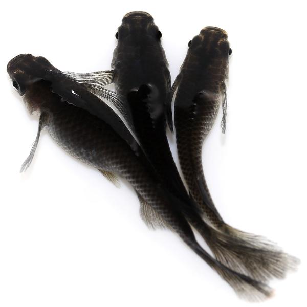 sfset　_aqua　aqua　nittan_medaka_kuro　Ｏｒｙｚｉａｓ　ｌａｔｉｐｅｓ　ｖａｒ．　ビオトープにおすすめの生体　biotope　熱帯魚　エビ他　日本産メダカ　クロ透明鱗　黒透明鱗　黒トウメイリン　ブラックスケル...