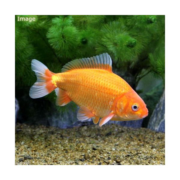 Aquarium Guide 金魚 金魚の種類 和金型の金魚たち