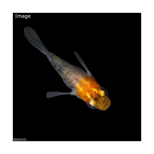 安いダルマ メダカの通販商品を比較 ショッピング情報のオークファン