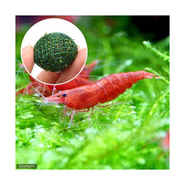 熱帯魚・エビ他　ヌマエビ系　レッドファイアーシュリンプ　１０匹　ビーシュリンプ・エビ　極火蝦　Fire_cherry　red_fire_shrimp　サクラシュリンプ　スーパーレッドチェリーシュリンプ　20180502　SY　kaijyo