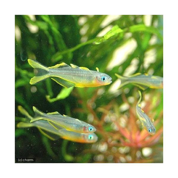 _aqua　熱帯魚・エビ他　レインボーフィッシュ　ポポンデッタ・フルカタ　８匹　Ｐseudomugil　furcatus　Ｐｏｐｏｎｄｅｔｔａ　シュードムギルフルカタ　ポポンデッタレインボー　フォークテールレインボー　shrimp-mate...