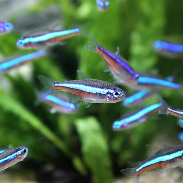 _aqua　熱帯魚・エビ他　カラシン　テトラ等　南米産　小型種　カージナル・ネオン系　グリーン・ネオン　１０匹　cool　ロングラインネオン　グリーンネオン　グリーンネオンはこちら　coolfish_nettai　熱帯魚生体　2018091...