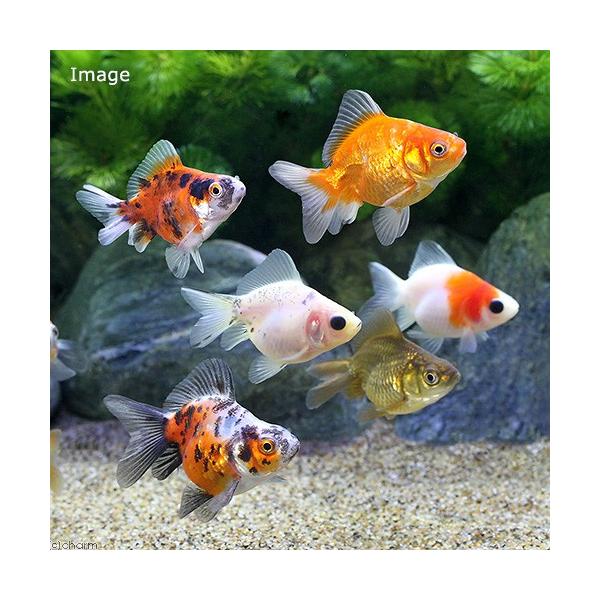 チャーム（charm） （国産金魚）ダルマ琉金 ショートテール 色指定無し