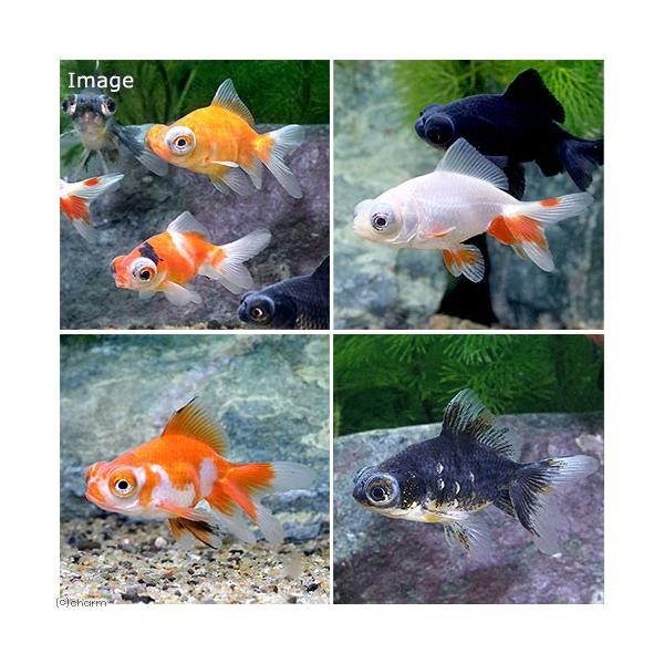 国産金魚 よりなし 無選別 出目金ミックス ６匹 Buyee Buyee 提供一站式最全面最专业现地yahoo Japan拍卖代bid代拍代购服务 Bot Online