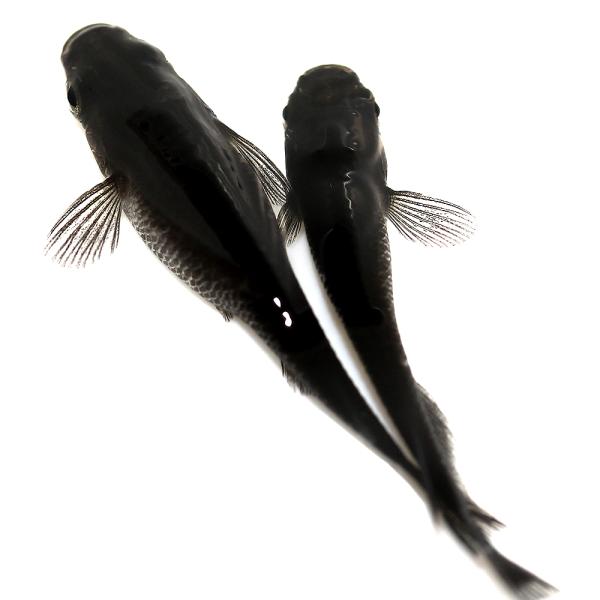 メダカ 生体 ブラックダイヤの価格と最安値 おすすめ通販を激安で