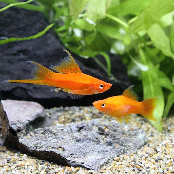 PF_SPQ　熱帯魚・エビ他　プラティ・卵胎生メダカ　ソードテール・モーリー　ライヤーテールソード　レッドソードテール　３匹　メダカの仲間　ビギナーにオススメ　Ｘｉｐｂｏｐｈｏｒｕｓ　ｈｅｌｌｅｒｉ　ｖａｒ．　ＲＲＥＡ　20190222　T...