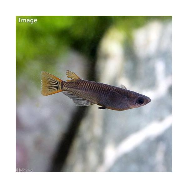 チャーム メダカペア みんな探してる人気モノ チャーム メダカペア ペット ペットグッズ