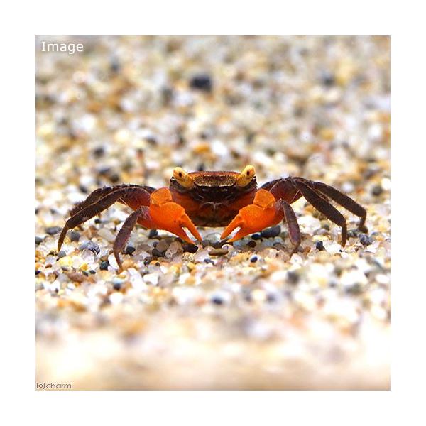 チャーム（charm） （エビ・カニ）ブルーバンパイア・クラブ（3匹