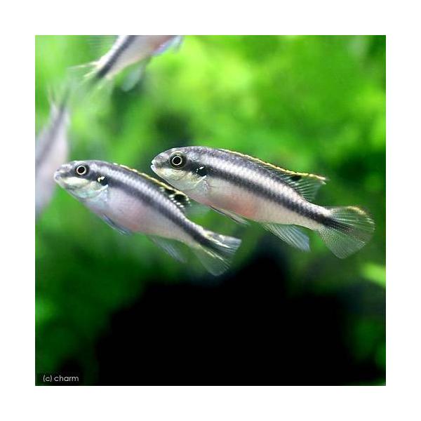 （熱帯魚）ペルヴィカクロミス・プルケール（ペルマト）（５匹）　北海道・九州航空便要保温