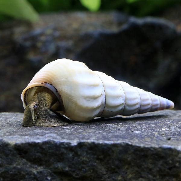 PF_SPQ　fish_database　熱帯魚・エビ他　貝　種類で選ぶ　タニシ・カワニナ　ブロティアヘラクレア　ホワイトヘラクレアスネール　１匹　Ｂｒｏｔｉａ　ｈｅｒｃｕｌｅａ　20190619　ＲＮ　ngwordCHK_OK　kaijy...