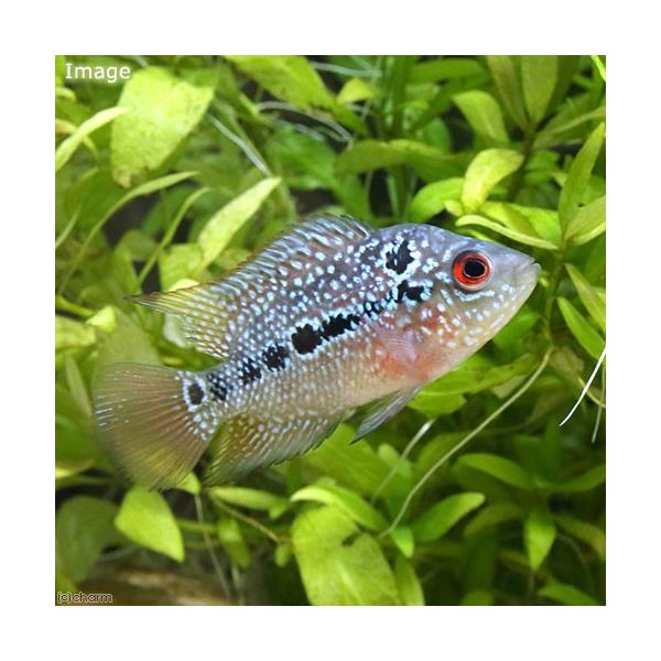 チャーム（charm） （熱帯魚）フラワーホーン キングカムファ Sサイズ