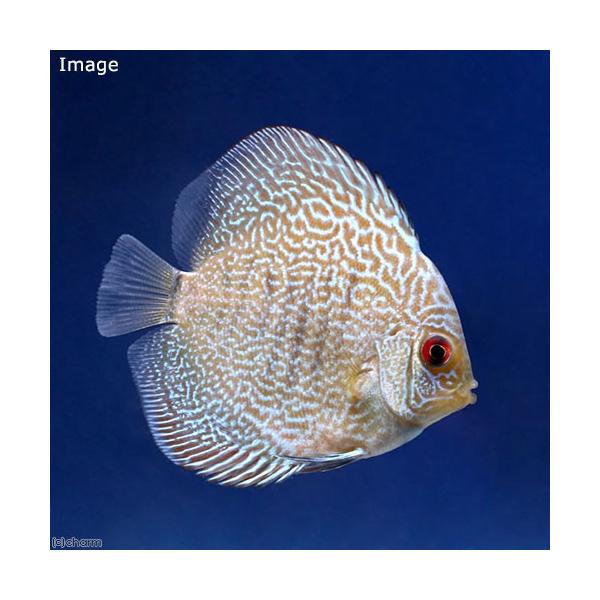 ディスカス みんな探してる人気モノ ディスカス ペット ペットグッズ