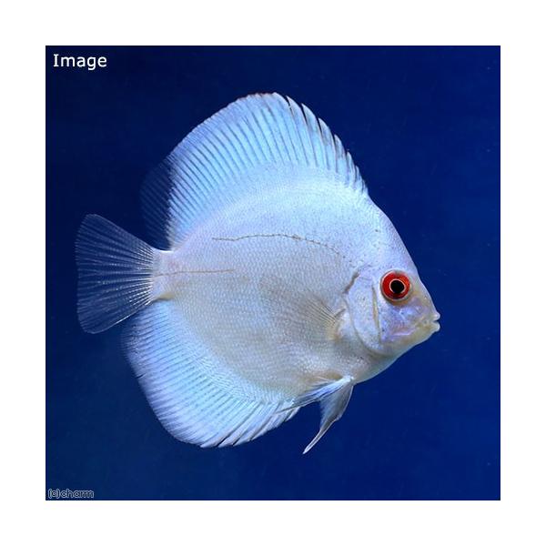 熱帯魚 ディスカス 生体の価格と最安値 おすすめ通販を激安で