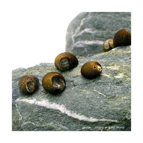 _aqua　熱帯魚・エビ他　貝　Ｂ品　石巻貝　５０匹　ビオトープにおすすめの生体　食べさせる　水槽壁面のコケを綺麗にする　石巻　石巻貝単品　bnr_koketori140730　tankkeepersa0403　Workhorse　2019...