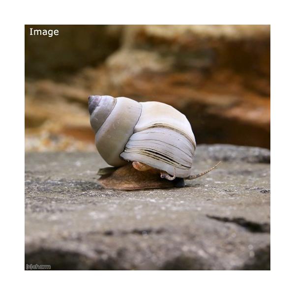 _aqua　熱帯魚・エビ他　貝　種類で選ぶ　タニシ・カワニナ　3匹　クリーナースネール　Taia　naticoides　タニシ　Filopaludina　martensi　White　Wizard　Snail　20190703　RN　kai...