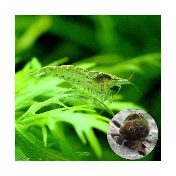 _aqua　熱帯魚・エビ他セット　ビオトープ用　ミナミヌマエビ　ヒメタニシ　ビオトープにおすすめの生体　食べさせる　水槽壁面のコケを綺麗にする　biotope　初心者　セット　koketaisaku_set　seitai_set　hime_...